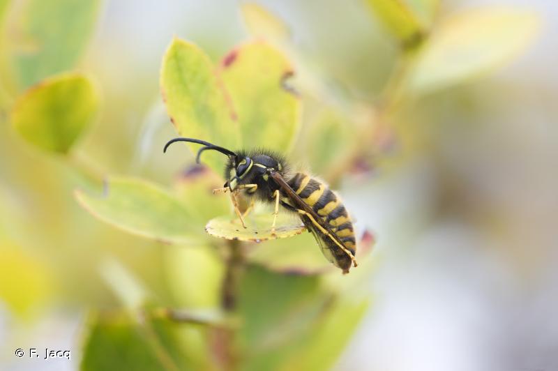Questions-r ponses sur les insectes pollinisateurs gu pe.jpg