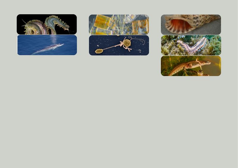 Classification du vivant marin 10.jpg