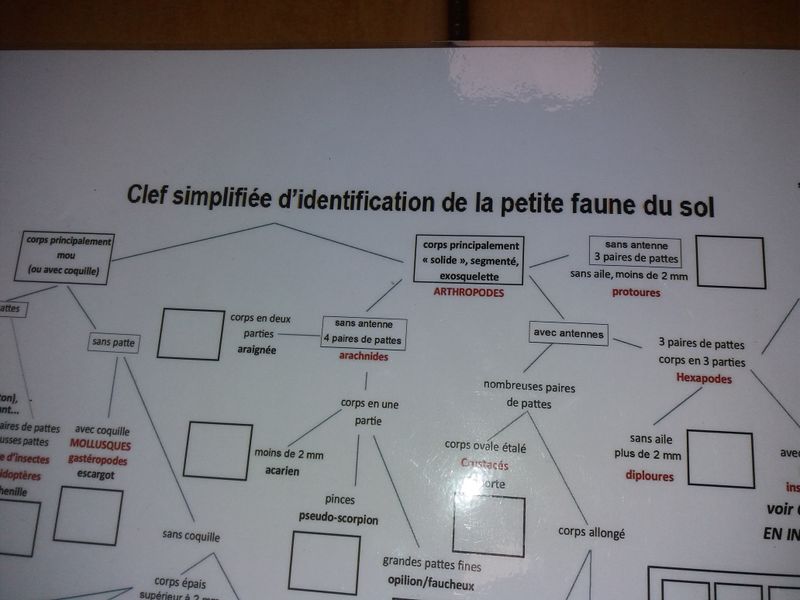 Exemple de clé de détermination (ici, la petite faune du sol, extrait issu du protocole Jardibiodiv).jpg