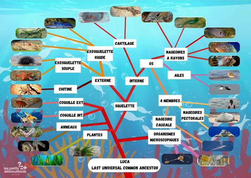 Classification du vivant marin 12.jpg