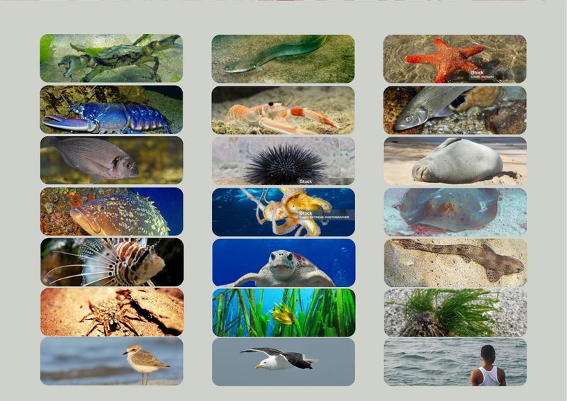 Classification du vivant marin 8.jpg