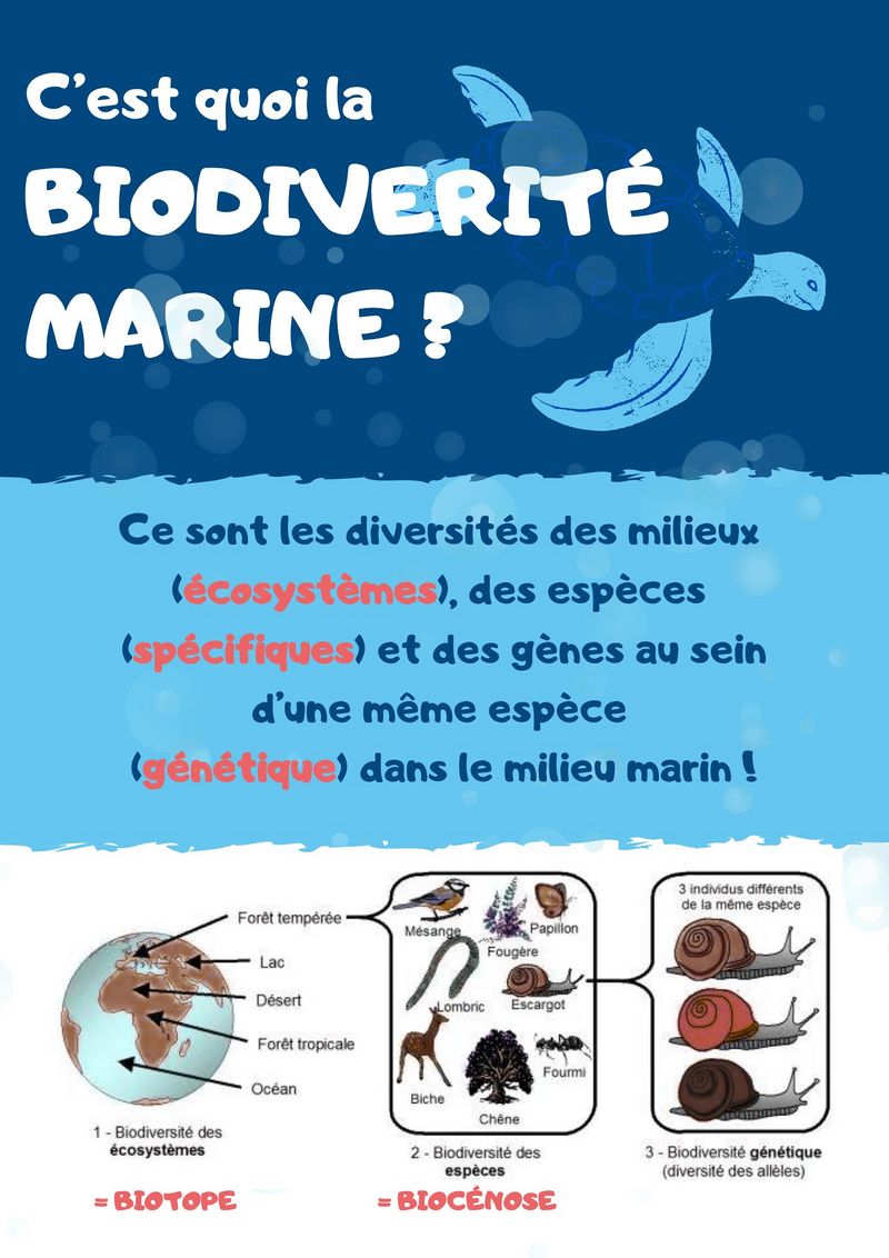 Identifier la biodiversit marine Fiches synth ses CYCLE BIODIV.jpg