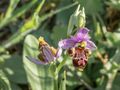 Group-Biomim tisme Ophrys apifera abeille .jpg
