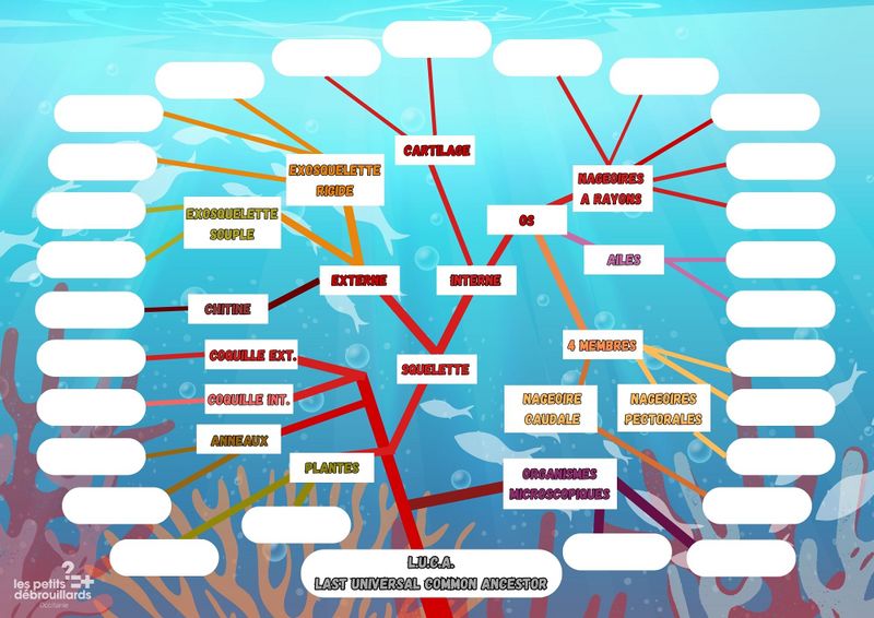 Classification du vivant marin Canva modifiable.jpg