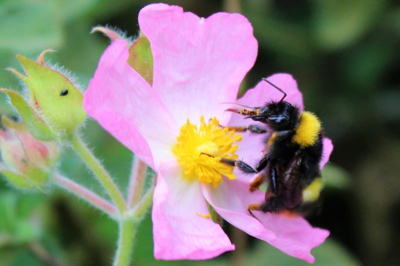 Group-Biodiversit et services cologiques - zoom sur la pollinisation Logo parcours pollinisation.jpg