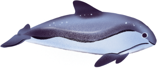 Ressources halieutiques la colonne d eau MARSOUIN.png