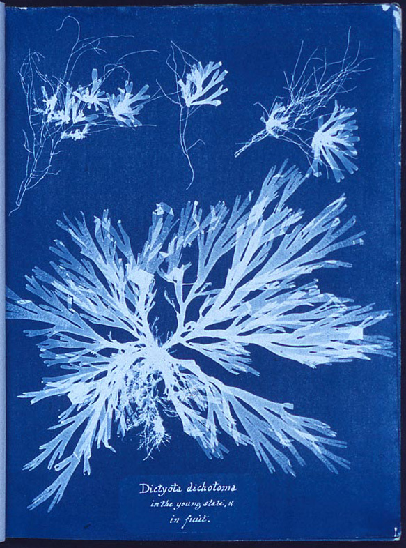 Cyanotype - La photo qui fait bronzette Anna Atkins algae cyanotype.jpg