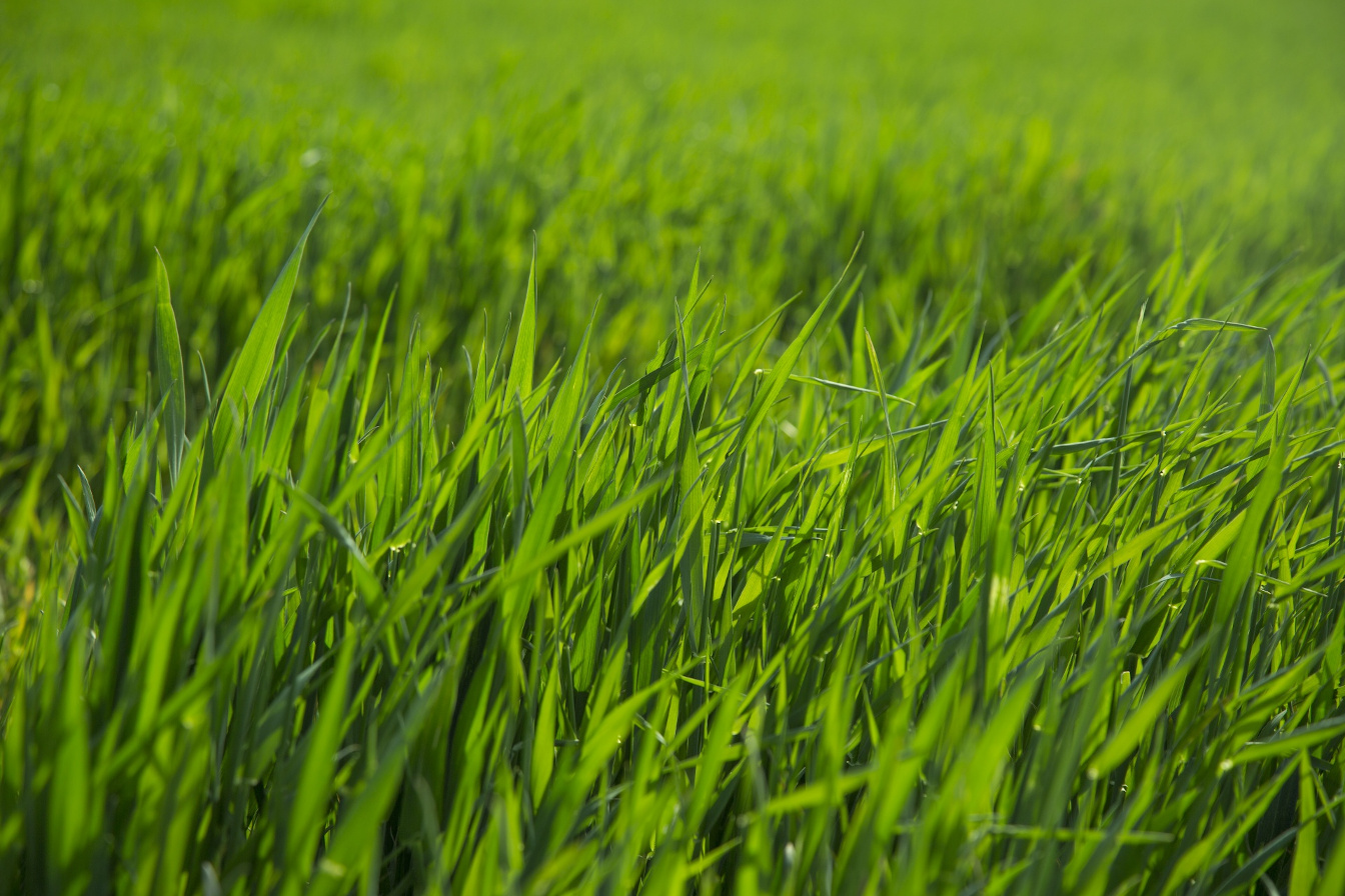Item-Herbe green-grass-1493898873qXe-PublicDomain-red.jpg