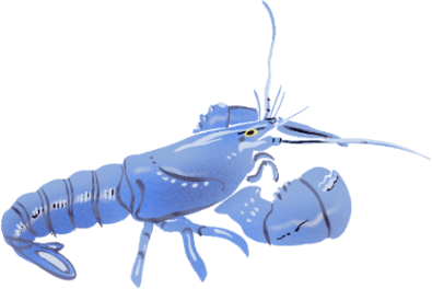 Ressources halieutiques la colonne d eau HOMARD.png