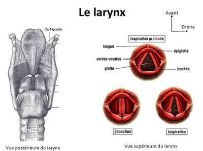 Image larynx