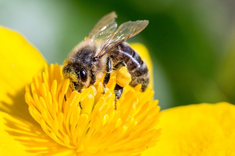 S initier aux sciences participatives la campagne pollinating-bee-1494518889O0p-DomainePublic.jpg