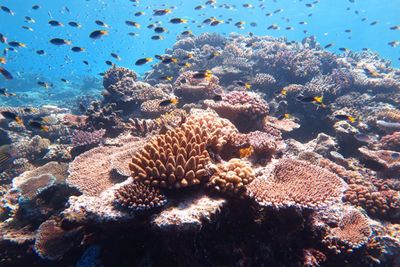 Illustrer_l_acidification_des_oc_ans_et_identifier_ce_qu_est_un_bioindicateur_Madison-Ocean-Acidity-Cover-Great-Barrier-Reef-Australian-Institute-of-Marine-Science-1024x683.jpg