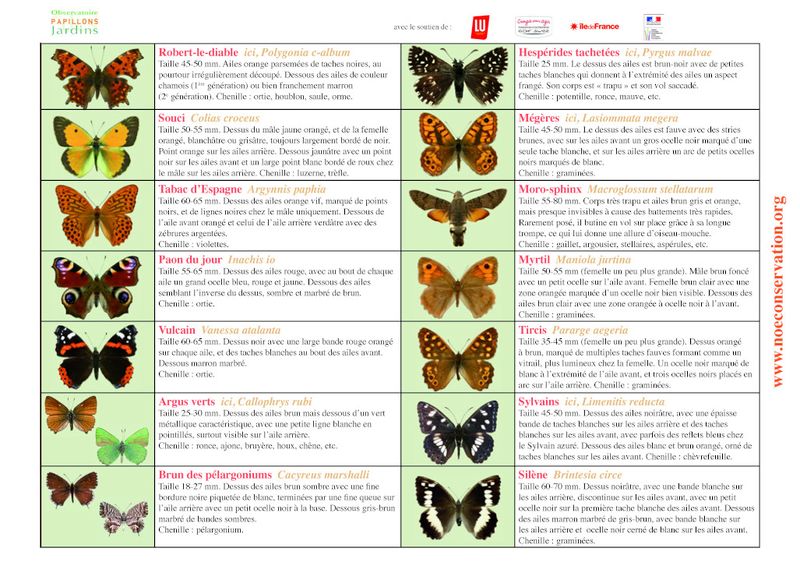 S initier aux sciences participatives la campagne Papillons -NOE fiche identification Page 2-red.jpg